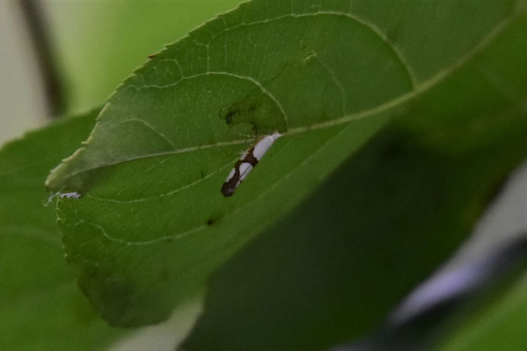 Argyresthia ivella