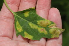 Peronospora variabilis