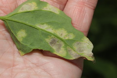 Peronospora variabilis