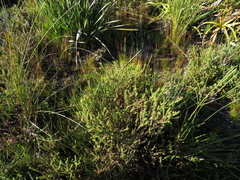 Cullumia reticulata
