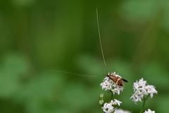 Nemophora degeerella
