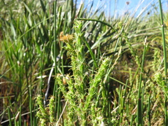 Cullumia reticulata