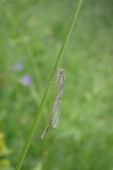 Enallagma risi