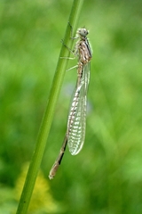 Enallagma risi
