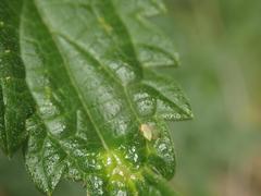 Dasineura urticae