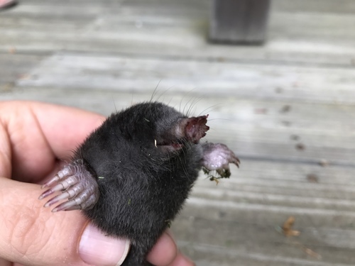 Star-nosed Mole