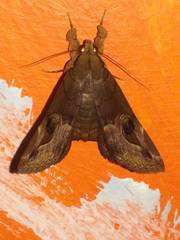 Ommatophora luminosa