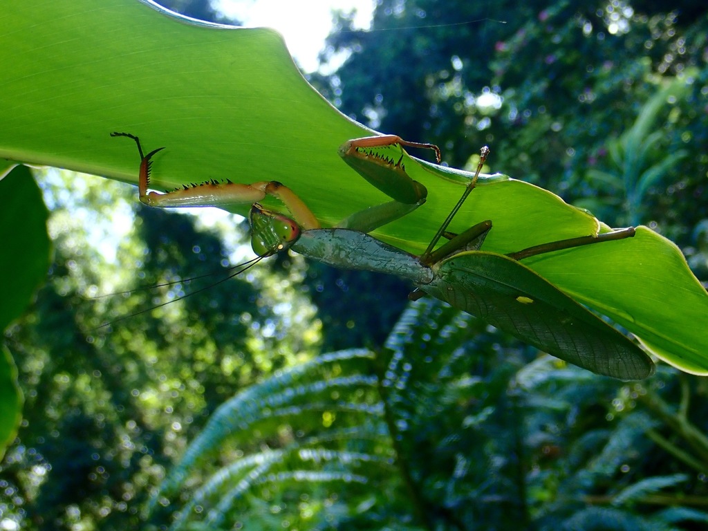 Rhombodera fratricida from Sabah, Malaysia on January 23, 2018 at 0900