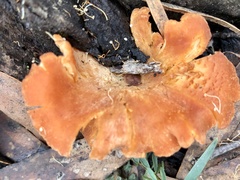 Cantharellus concinnus