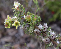 Petrophile serruriae