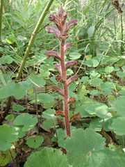 Orobanche minor