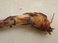 Orobanche minor