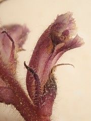 Orobanche minor