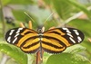 Mariposa Tigre de Alas Largas - Photo (c) shirdipam, algunos derechos reservados (CC BY-NC), subido por shirdipam