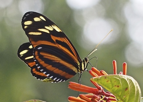 Ismenius tiger