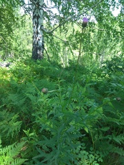 Cirsium serratuloides