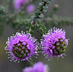 Kunzea recurva