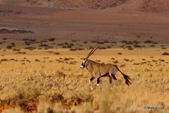 Oryx gazella
