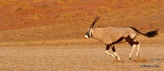 Oryx gazella