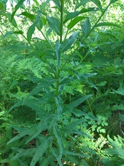 Cirsium serratuloides