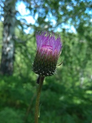 Cirsium serratuloides