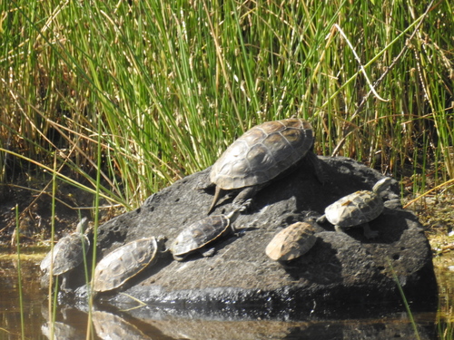 Western Caspian Turtle, photo 7 of 8