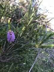 Melaleuca diosmatifolia