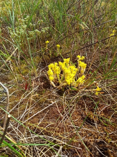 Biting Stonecrop