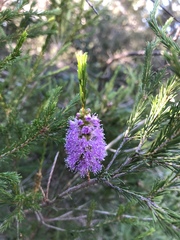 Melaleuca diosmatifolia