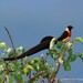 Long-tailed Paradise Whydah - Photo (c) Markus  Lilje, some rights reserved (CC BY-NC-ND), uploaded by Markus  Lilje
