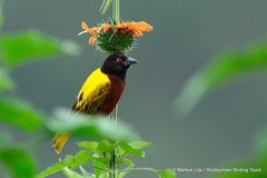 Ploceus jacksoni