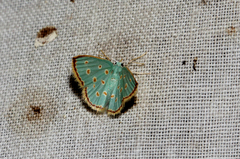 Comostolopsis stillata