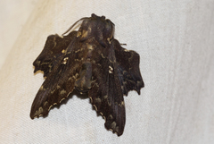 Mimopacha cinerascens