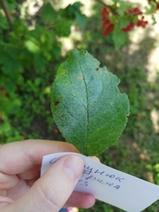 Podosphaera leucotricha