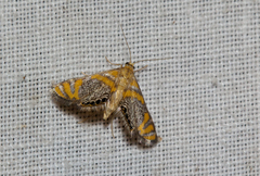 Nymphicula perirrorata