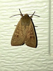 Leucania pseudargyria