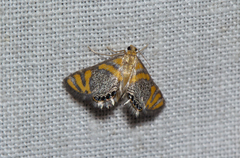 Nymphicula perirrorata
