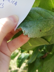 Podosphaera leucotricha