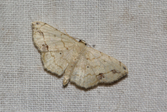 Scopula sanguinisecta