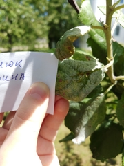 Podosphaera leucotricha