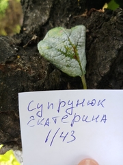 Podosphaera leucotricha