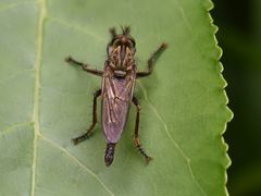Eutolmus rufibarbis