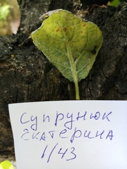 Podosphaera leucotricha