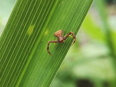 Pistius