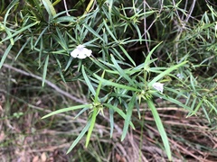 Westringia blakeana