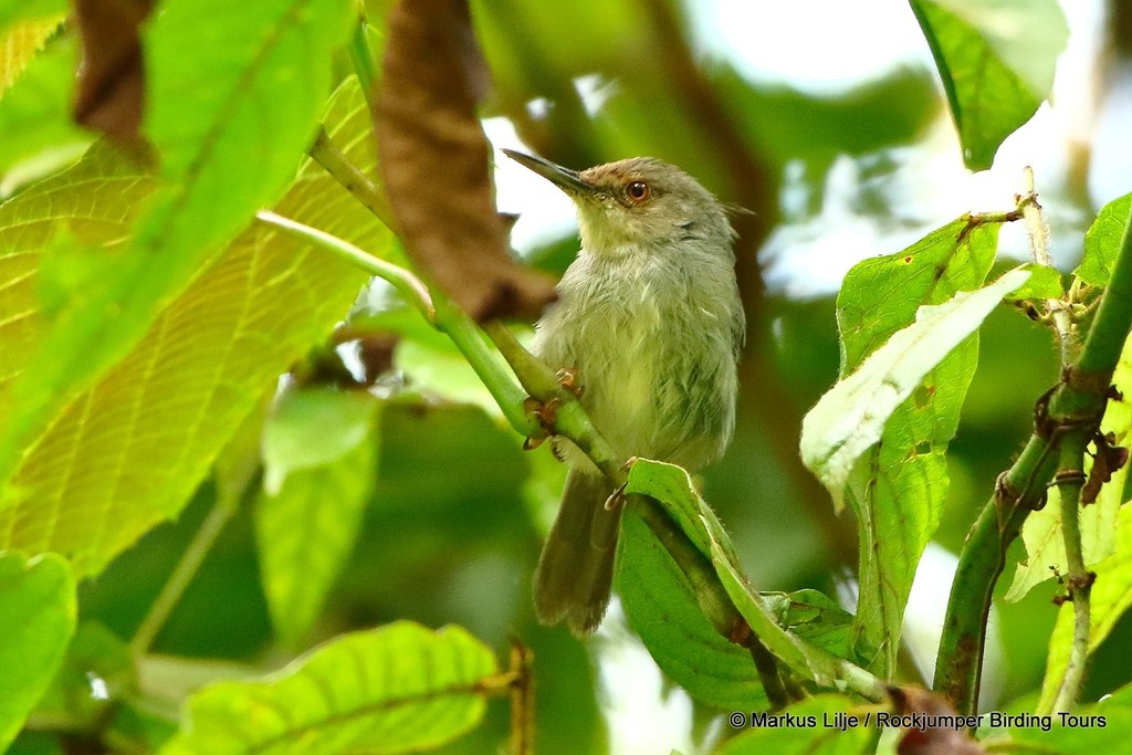 Long-billed Tailorbird photo