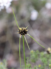 Mesomelaena tetragona