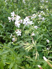 Microbotryum saponariae