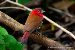 Hypargos niveoguttatus