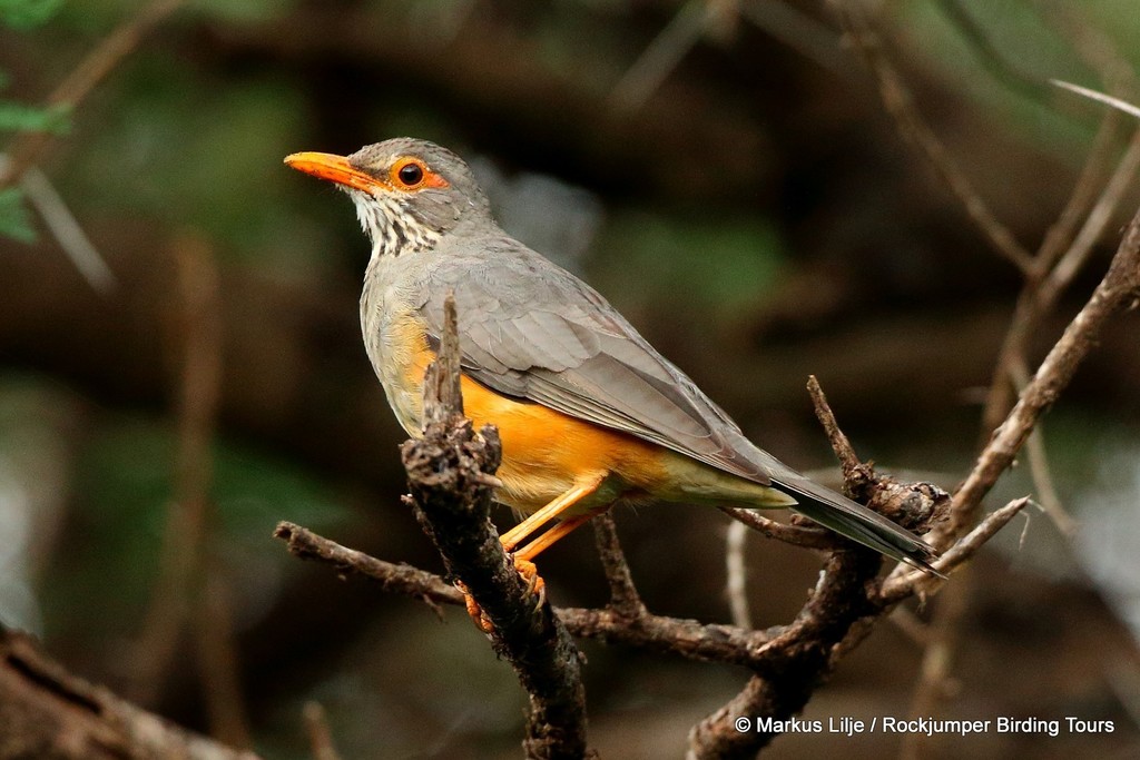 African Bare-eyed Thrush photo